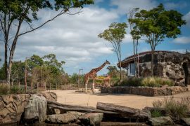 Five Common Myths About Zoo Animal Experiences